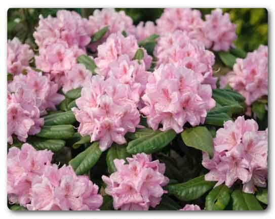 Himachal Pradesh State flower, Pink Rhododendron, Rhododendron ferrugineum 